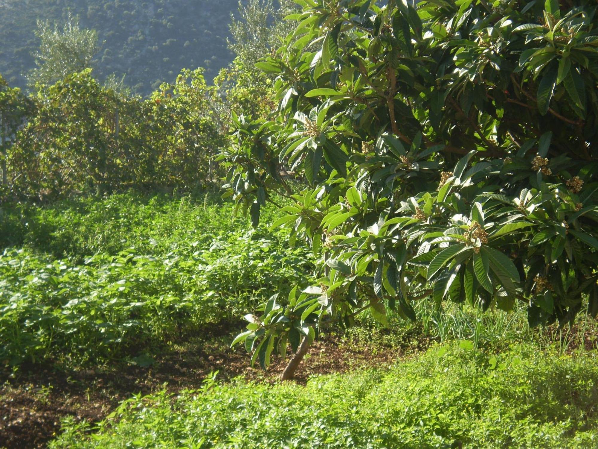 Evangelia Agia Efimia Ngoại thất bức ảnh